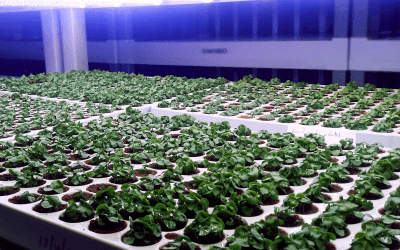 Donworth Owned Galmere Harvests First Self-Grown Basil